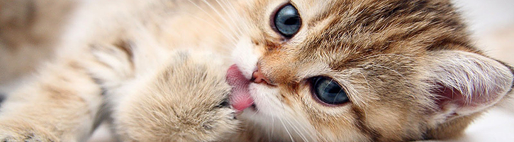 Постельное белье из 100% хлопка. Бесплатная доставка по Петербургу. Sleepyshop - качественное постельное белье из ситца, сатина, поплина, бязи. Чистый хлопок!